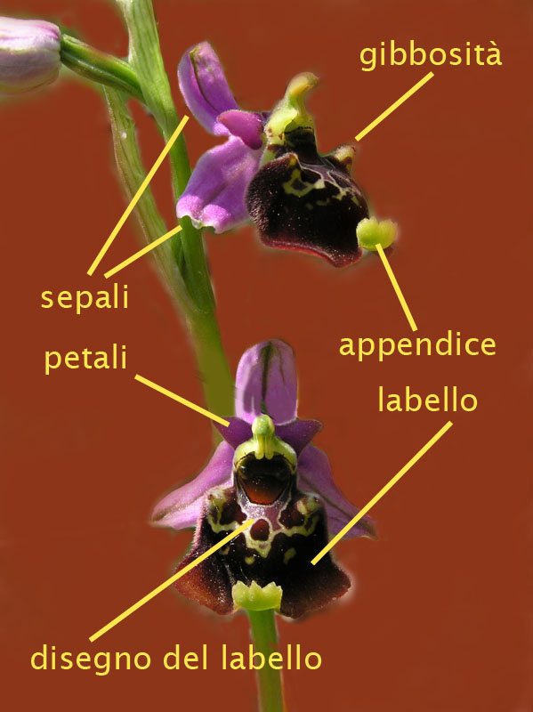 orchidee: struttura del fiore